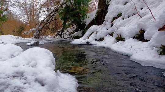 冷雪木景观