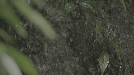 4k雨后水珠树叶山秋清新