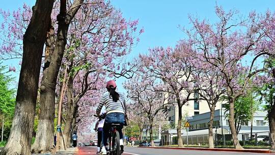 北京亦庄的梧桐大道花海街道