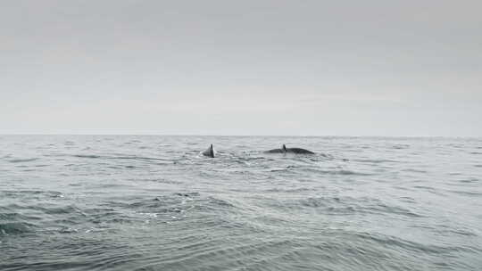 座头鲸在海洋水中游泳的慢动作