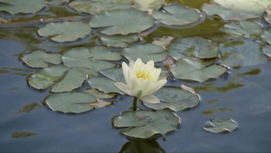 池塘中的黄色睡莲