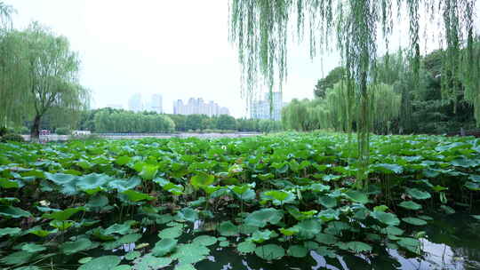 武汉江汉区后襄河公园