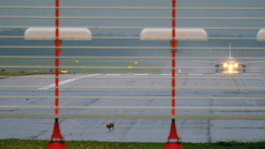 机场跑道上的兔子