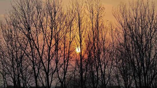 冬天枯树枝日落夕阳伤感空镜