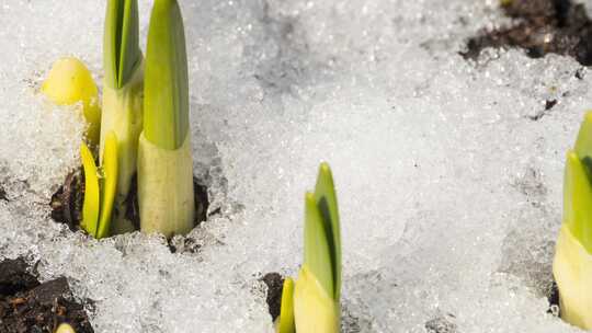 冰雪消融 冰凌融化瞬间