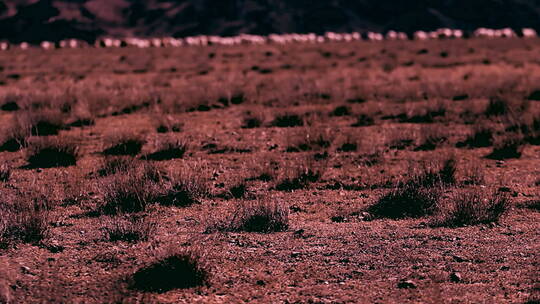 新疆 盆地 夏日 梭梭丛平原远处的羊群