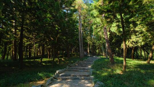 森林山路林间小路