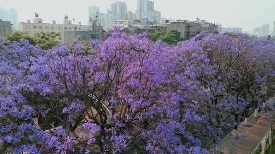 昆明教场中路蓝花楹网红街夏季盛开