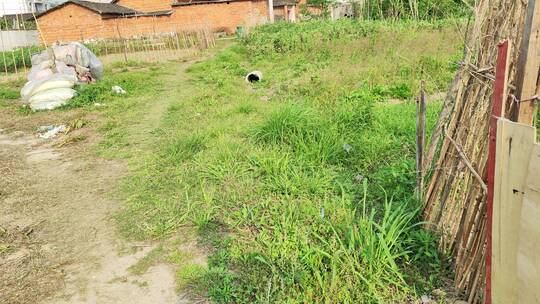 疫情城市农村街道菜园春天绿色植物