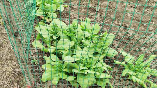 农村房屋蔬菜菜园花草树木绿色植物