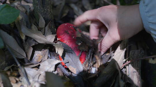 采摘云南野生菌视频素材模板下载