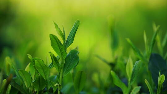 春天绿茶种植园翠绿茶叶嫩芽微风中摇曳特写