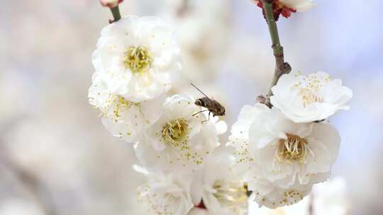 唯美春天开花桃花白色梅花白梅蜜蜂采蜜