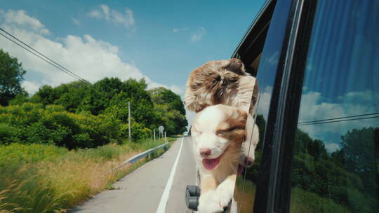 两只可爱的宠物从车窗偷看