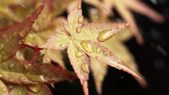 风雨中飘摇的枫树叶子写意视频