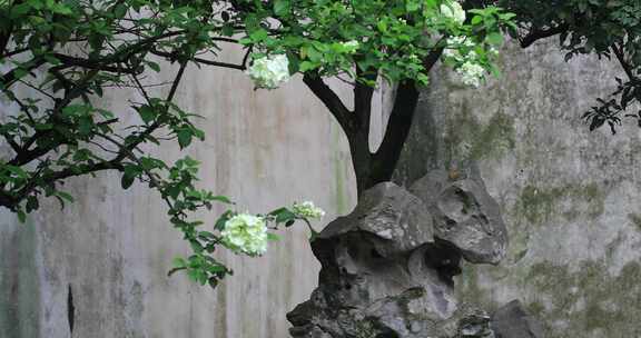 春天园林唯美绿绣球花盛开特写留园春雨春意