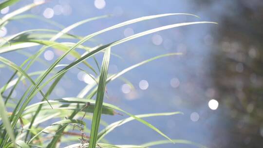 1080p-小草在湖边