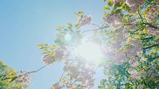 春天阳光透过樱花的照射下来
