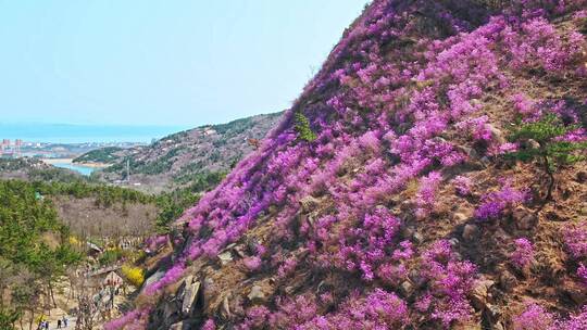 青岛大珠山杜鹃