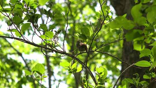 树林中树梢上一只小鸟叫视频素材模板下载