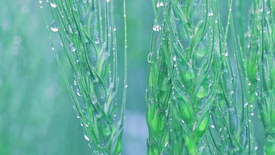 植物 大雨 雨