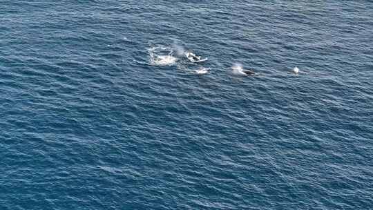 海上鲸鱼出水航拍