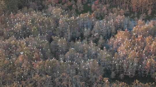 佛山市顺德伦教大涌水杉湿地候鸟白鹭群