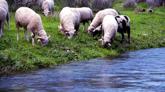 在河岸边吃草的羊