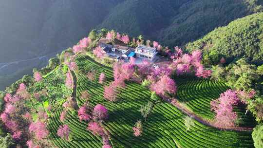 云南大理无量山樱花谷冬樱花和茶园茶树航拍