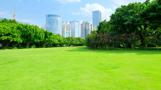 公园 树林 森林 草坪 草地 绿地 榕树