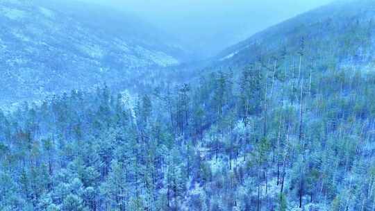 大兴安岭春季山林降雪