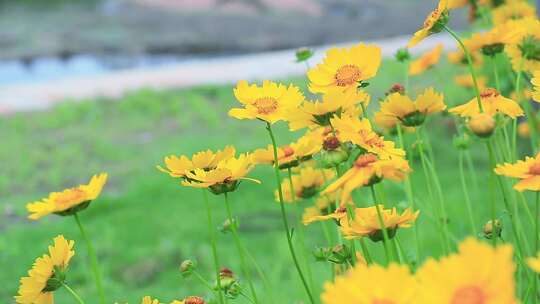 金鸡菊 小波斯菊 金钱菊 孔雀菊 小黄花