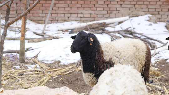 农民家里的绵羊