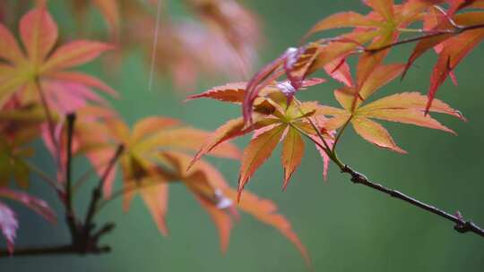 红枫叶下雨小雨秋雨秋天立秋