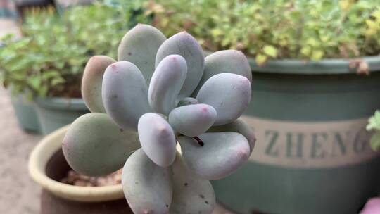 桃美人多肉植物特写