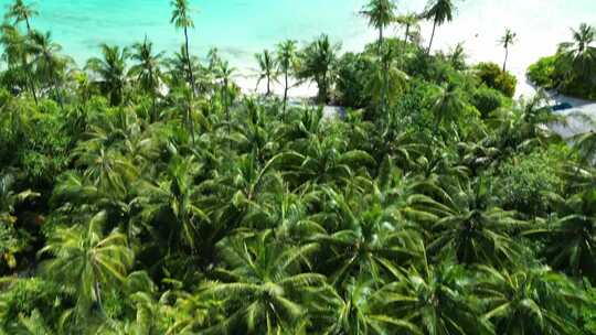 海边椰子树 热带树木 椰林 无人机俯拍