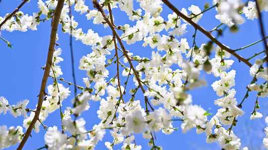 春天盛开的白色桃花花朵特写