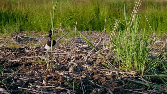 北Lapwing，鸟，巢，蛋