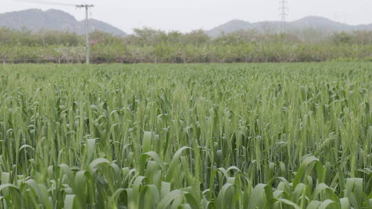 金色麦田丰收的季节