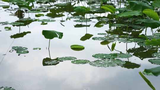 雨天荷叶水面涟漪