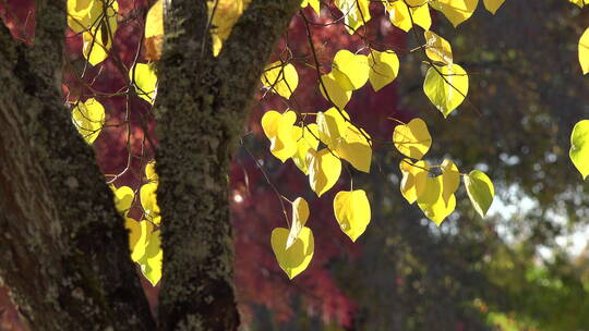 秋天树木上的黄叶落叶视频素材模板下载