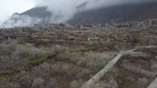 阿坝州 汶川  羌寨 雪山 车厘子花 未调色