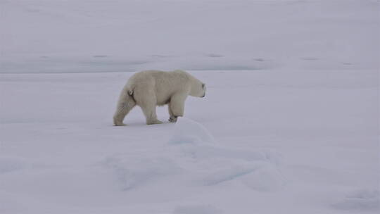 北极熊和幼崽在浮冰上行走视频素材模板下载