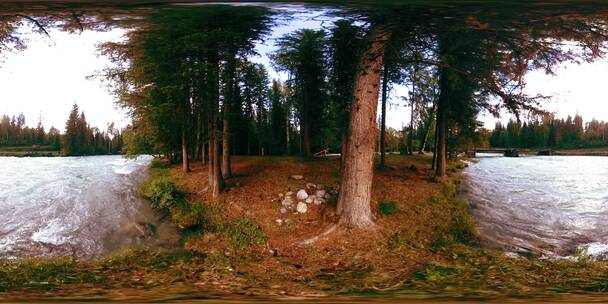 野生森林的虚拟现实特写