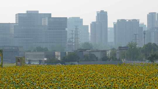 成都田园城市CBD高楼及向日葵花田