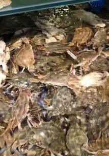 中秋节新鲜肥美的海螃蟹