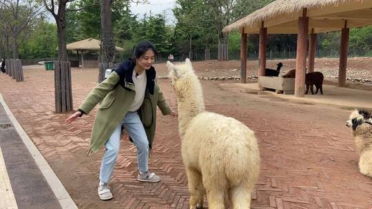 济南动物园羊驼