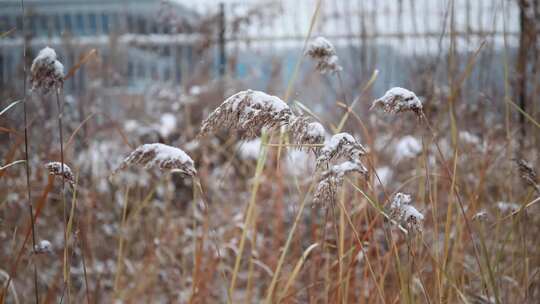 冬季雪花飘落到植物上的雪景