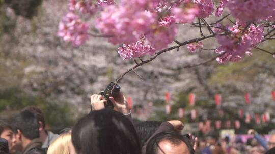 樱花摄影特写