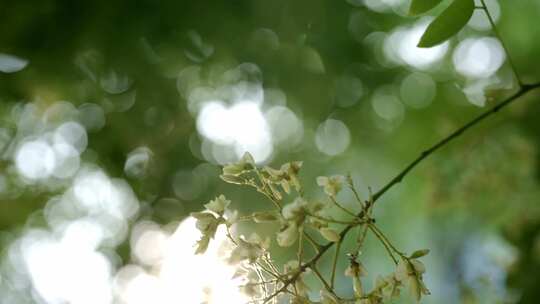 大虚化花朵随风摇摆